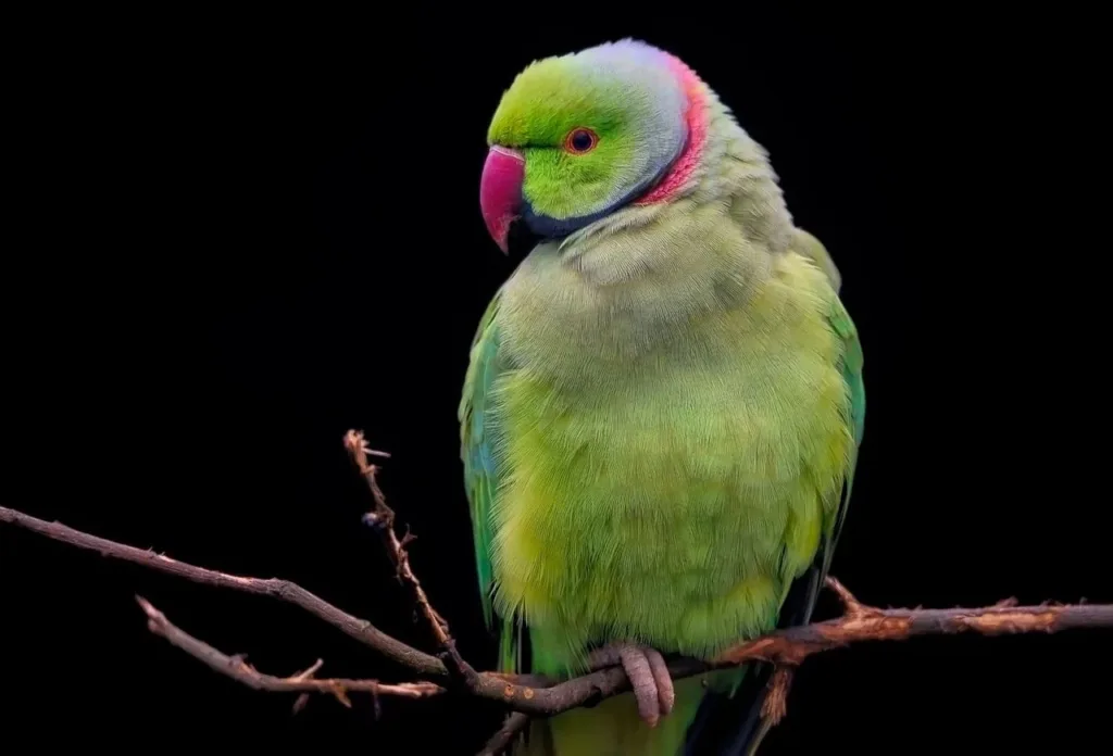 तोते से फैल रहा है Parrot Fever!