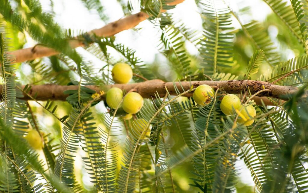 आंवला खाने से चमत्कारी फायदे ।
