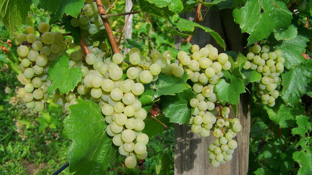 अंगूर खाने के चमत्कारी फायदे? Benefits of Grapes