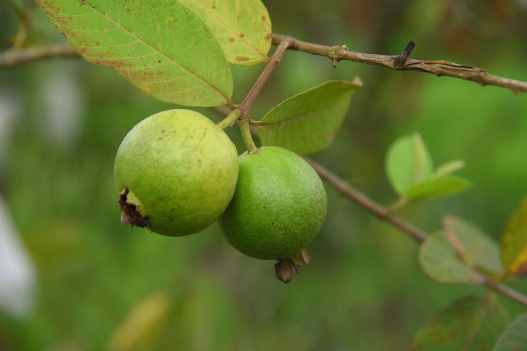 अमरुद खाने के फायदे ! Benefit of Guava