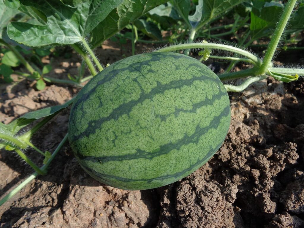 तरबूज खाने के फायदे! Benefit of watermelon