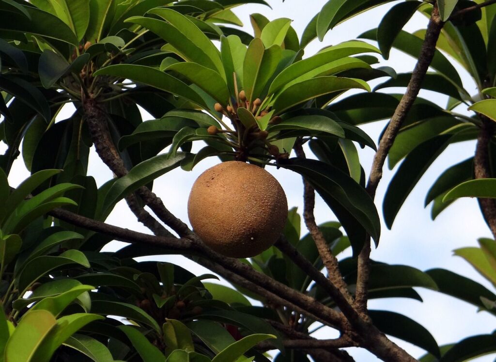 चीकू खाने के जादुई फायदे ! Benefits of Chikoo