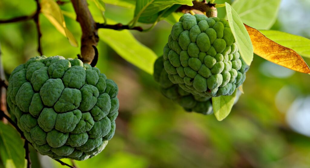सीताफल खाने के जबरदस्त फायदे! Benefits of Custard Apple